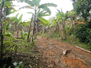 En Garzón, Neiva y Guadalupe en el Huila, es donde más se presentan quejas por despojo de tierras.