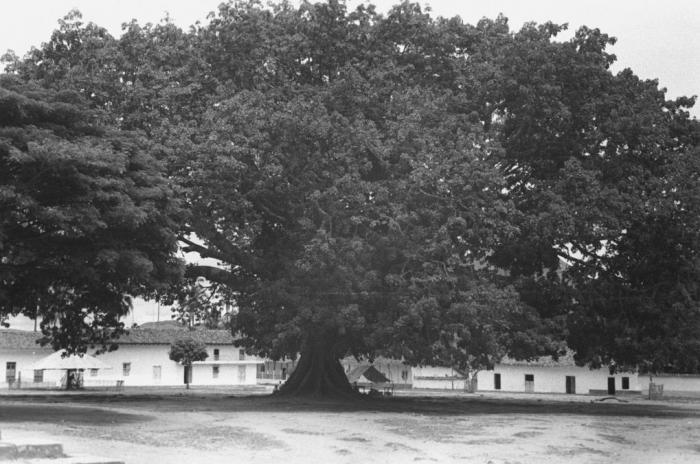 Adiós a la centenaria ‘Ceiba de la Libertad’ 8 22 mayo, 2021