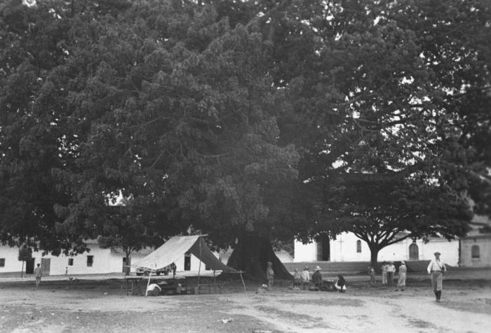 Adiós a la centenaria ‘Ceiba de la Libertad’ 9 22 mayo, 2021