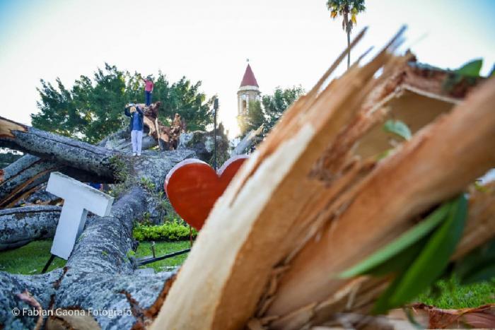 Adiós a la centenaria ‘Ceiba de la Libertad’ 7 22 mayo, 2021