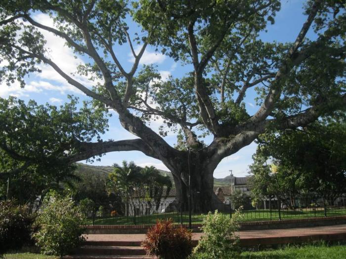 Se desplomó La Ceiba de Gigante, un símbolo de libertad 7 21 mayo, 2021