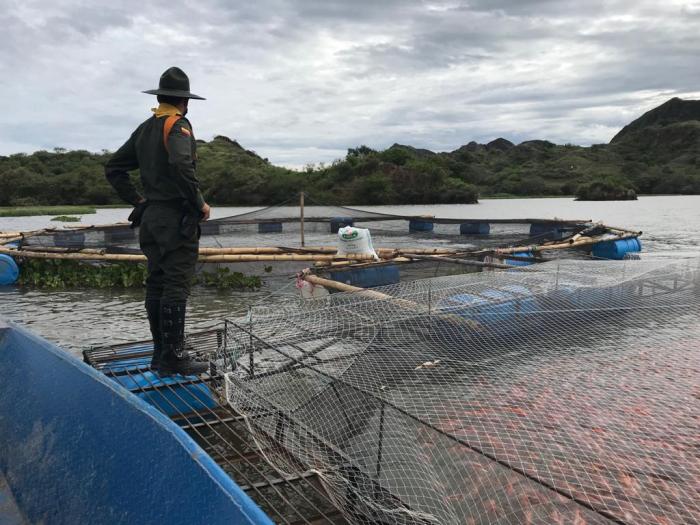 CAM suspende actividad a siete piscícolas ilegales en represa de Betania 7 9 noviembre, 2021