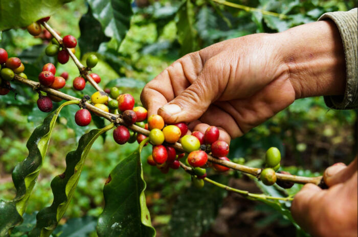 Coffee production in Colombia rose 10% in February • La Nación