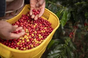 El impacto de la agricultura en el desarrollo de la región 13 9 septiembre, 2022