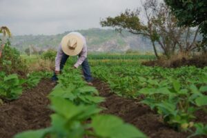 Government Huila Crece Bets on the strengthening of fertilizer plants in Huila 10 July 16, 2023