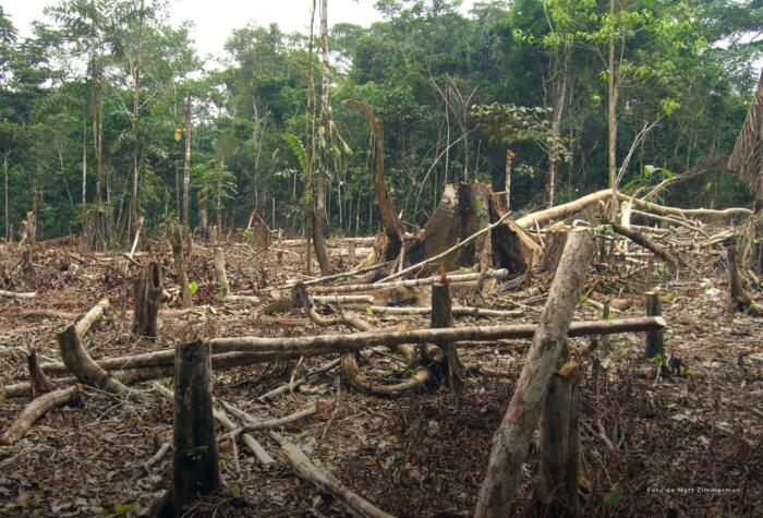 “Deforestation would not comply with the Transparency and Information Law” • La Nación