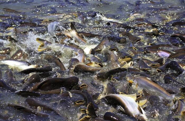 Warning for the possible presence of Pangasius fish in the dam of Betania • La Nación