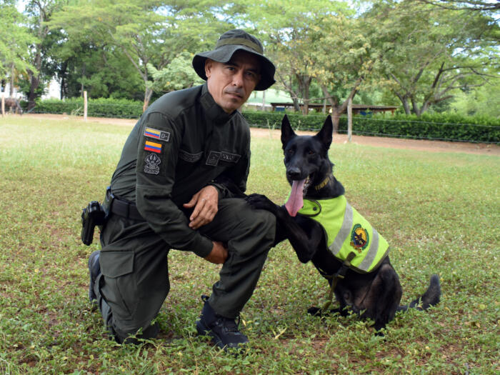 Arón es un pastor belga malinois que llegó a la Policía Huila con tan solo cinco meses de edad y, desde su llegada, causó furor por su buen desempeño.